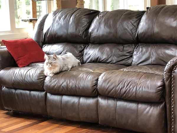 Gray-Siberian-Forest-Cat-sitting-on-leather-couch-in-living-area-with-hardwood-floors