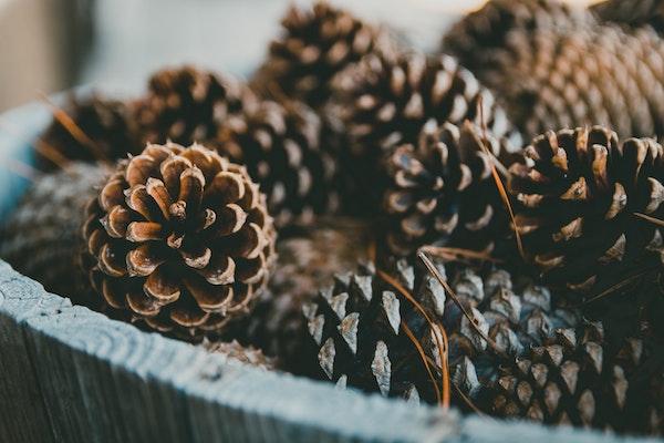 Bowl of pinecones for a holiday decoration