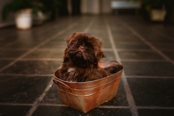 Puppy in a basket on a tile floor