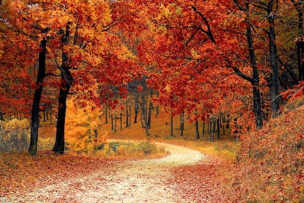 vibrant-autumn-leaves-in-woods-with-curving-dirt-road