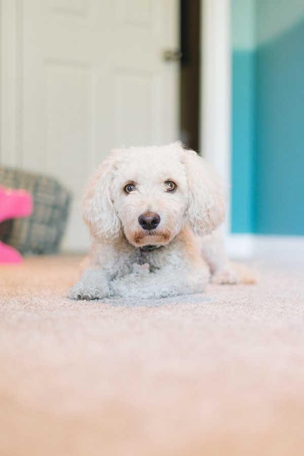 White puppy on a carpeted floor