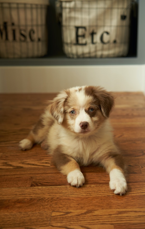 Adorable puppy laying on a hardwood floor